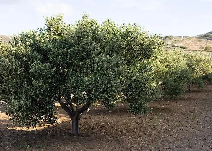 Estate Naxos - Private Hillside Estate Akrotiri (Naxos)